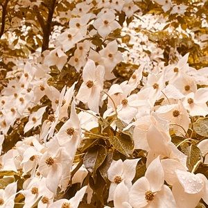 Flower photography prints